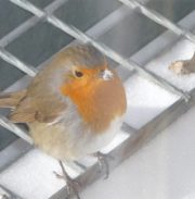 Local fauna and biodiversity